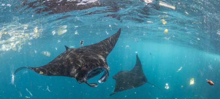 Diez nuevos países se suman al compromiso para reducir el plástico que llega a los océanos