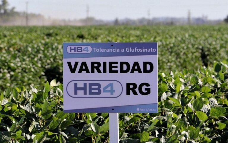 La soja transgénica HB4 desarrollada en Argentina fue aprobada en China