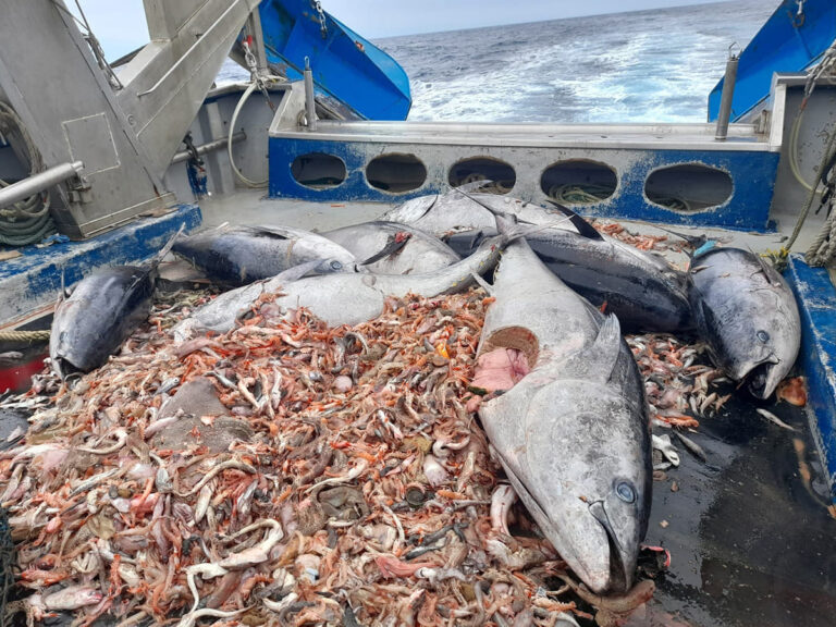 China levanta suspensiones sobre establecimientos pesqueros argentinos